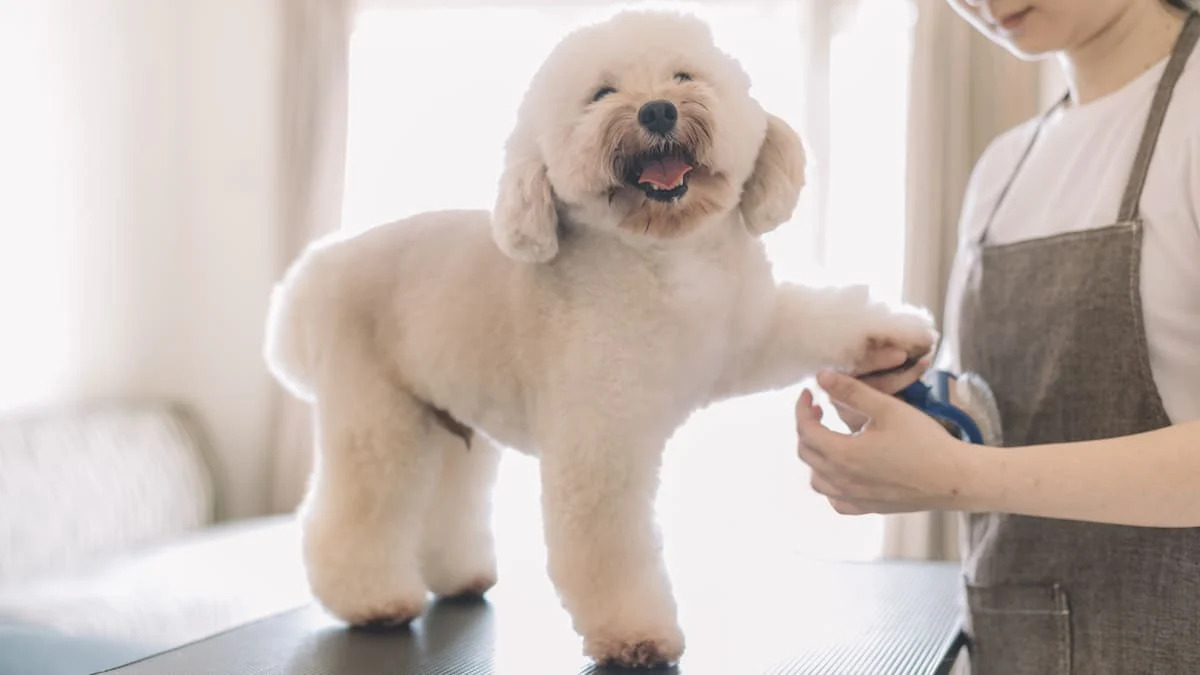 Need a professional to help groom, walk, or dogsit your furry friends? Find out why choosing expert pet care professionals is the right choice.
