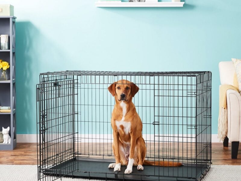 Today, you'll come across several types of pet cages that will keep your pet safe. Here's exactly how to pick which pet cage is right for your furry friend!