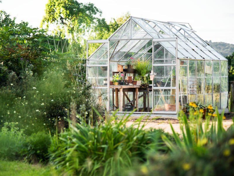 As you own a greenhouse, you can finally enjoy growing as many plants as you want. Here are our tips for greenhouse care and maintenance.