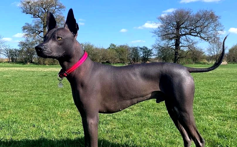 Dive into the world of Xoloitzcuintli dogs, an ancient breed boasting a loyalty rating that out-binges your favorite TV saga. Discover why these hairless wonders offer fur-less, never-ending companionship.