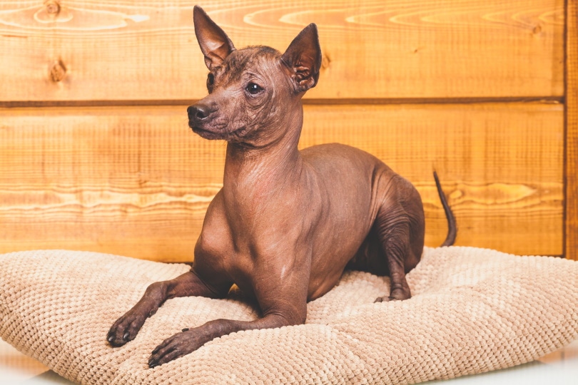 Dive into the world of Xoloitzcuintli dogs, an ancient breed boasting a loyalty rating that out-binges your favorite TV saga. Discover why these hairless wonders offer fur-less, never-ending companionship.
