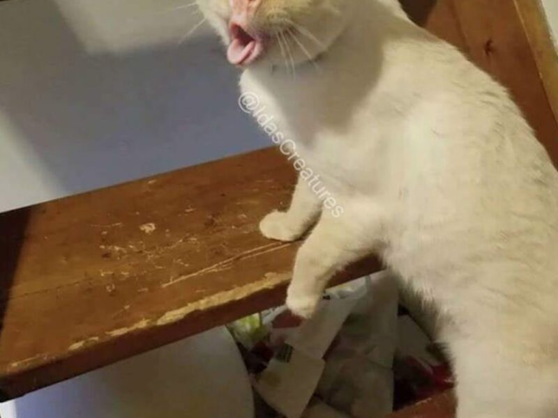 It doesn’t matter if you are a cat or a dog person. Here are the funniest cat coughing memes you need to discover.