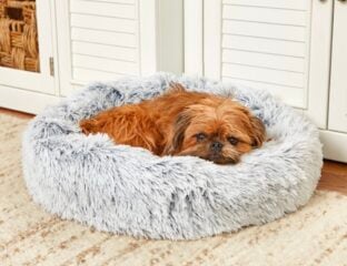 Finding the perfect bed for your pup can make all the difference in their comfort and sleep quality. Here's how you can find the perfect dog bed.