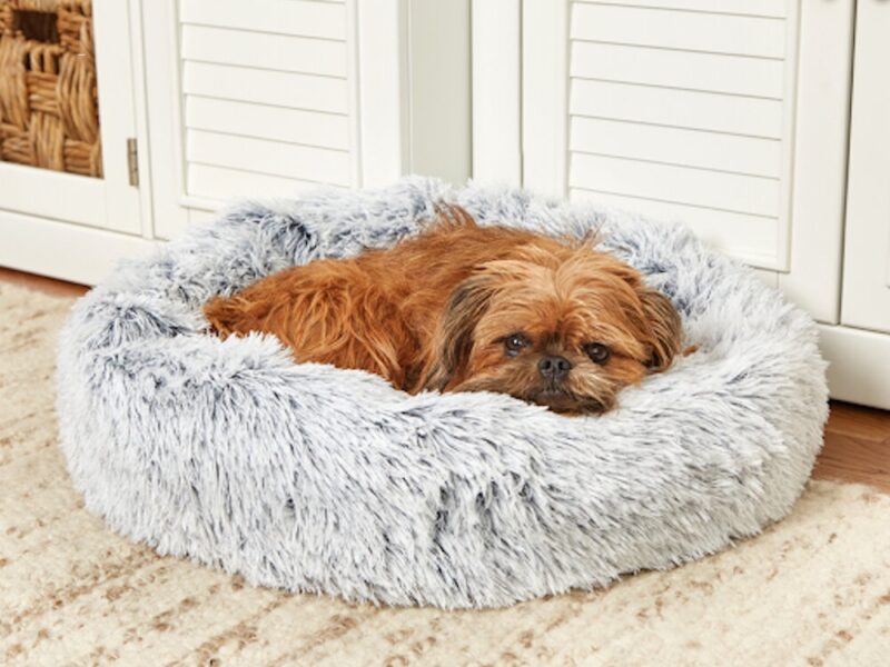 Finding the perfect bed for your pup can make all the difference in their comfort and sleep quality. Here's how you can find the perfect dog bed.