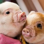 Micro pigs are popular pets, and for good reason: they’re adorable, intelligent, and make loyal and loving companions. Learn even more here.