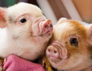 Micro pigs are popular pets, and for good reason: they’re adorable, intelligent, and make loyal and loving companions. Learn even more here.