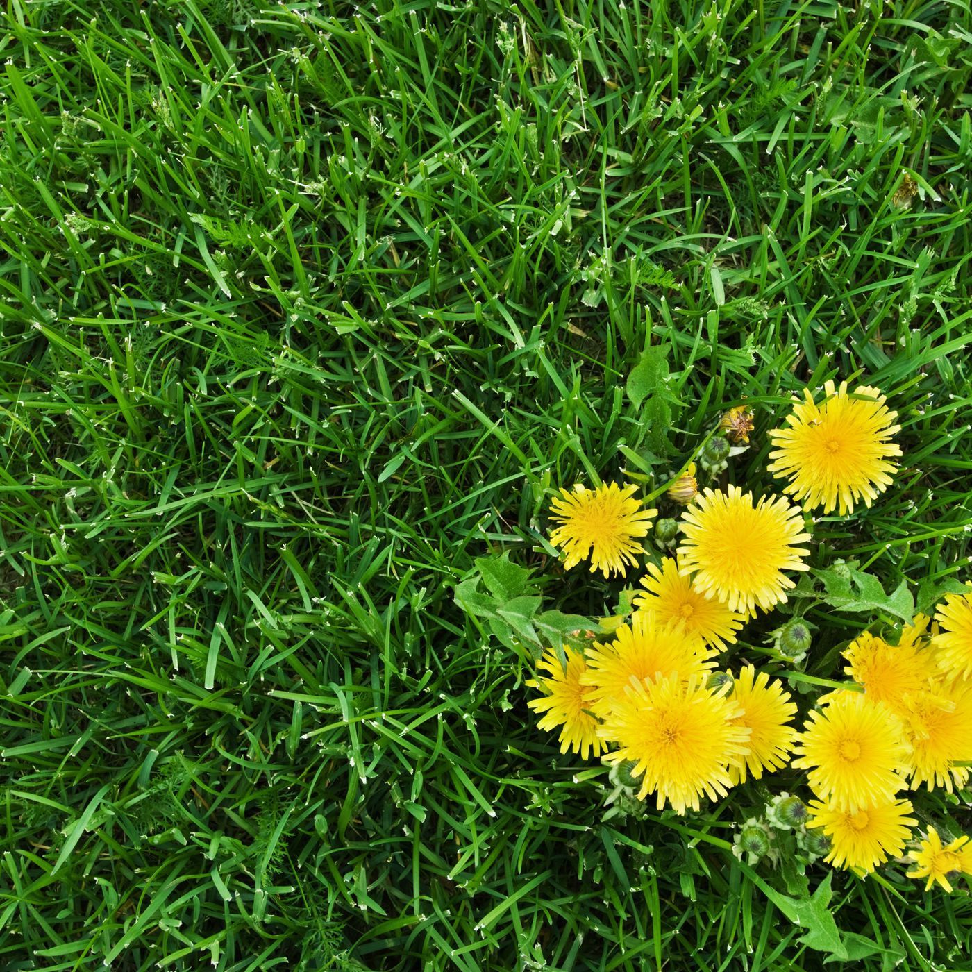 To preserve the general health and wellness of your plants and lawn, professional weed control services can help. Here's how to take control.