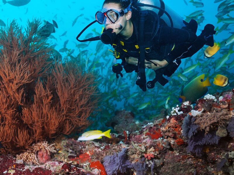 10 Best Places in the World to Dive with Marine Life