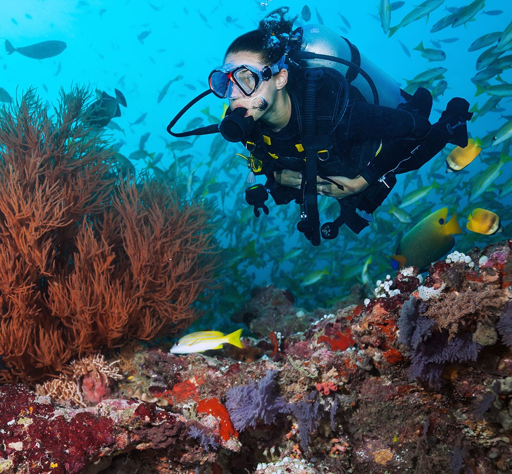 10 Best Places in the World to Dive with Marine Life