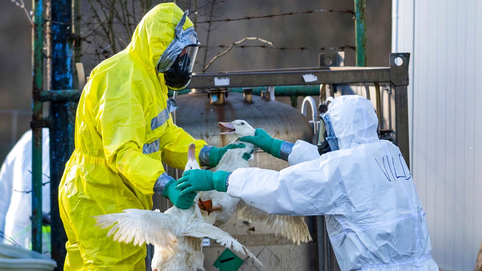Is the pandemic over? This new birdflu mutation says no Film Daily