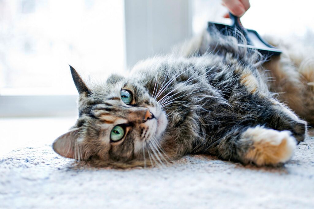 The health and well-being of your cat should always be a top priority. Here are the most common health issues for cats.