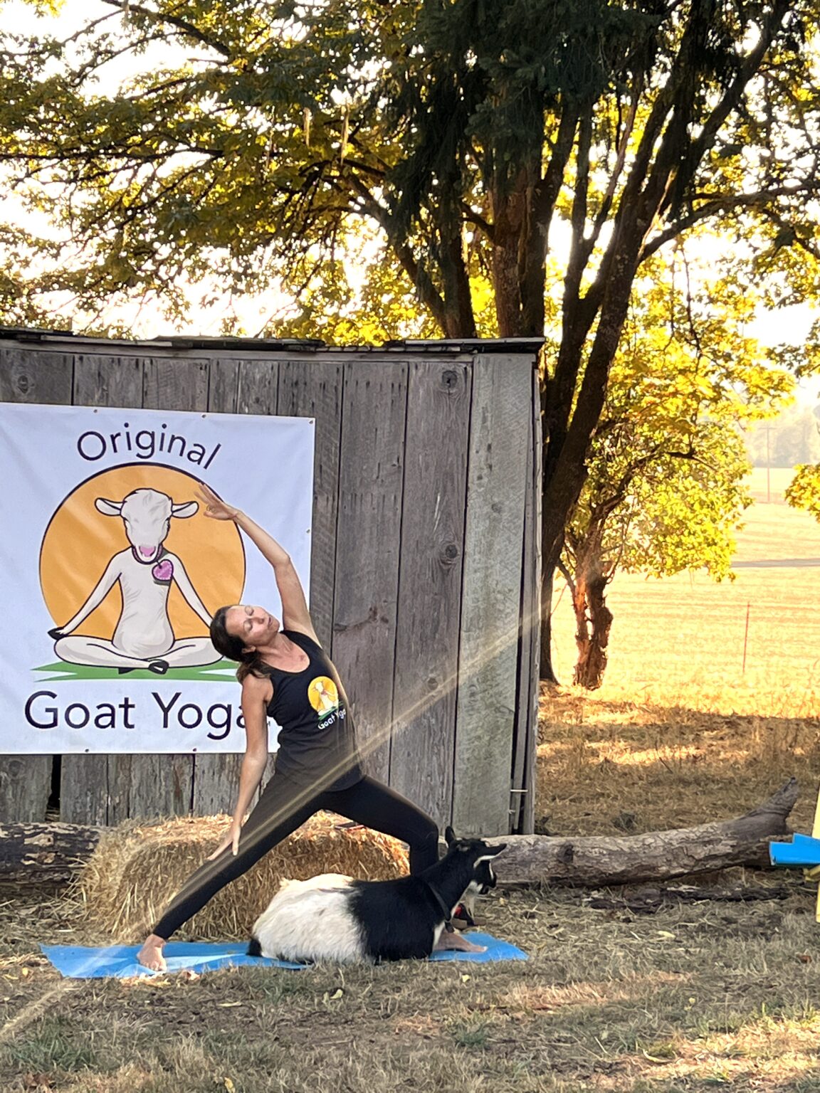 Goat Yoga