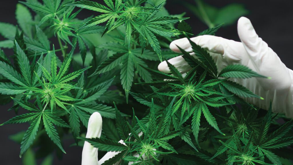 Cannabis has been utilized for various purposes for centuries, ranging from medicinal applications to recreational use. Here's our manufacturing guide.