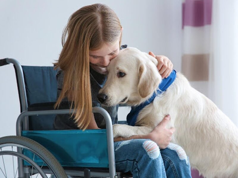 Service dogs help millions of people carry out daily tasks and manage their mental health. Here, we take you through the most inspiring movies about them.
