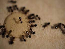 Say Goodbye to Ants: Essential Strategies for Successful Ant Removal