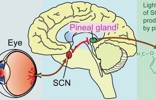 Pineal Gland's Function