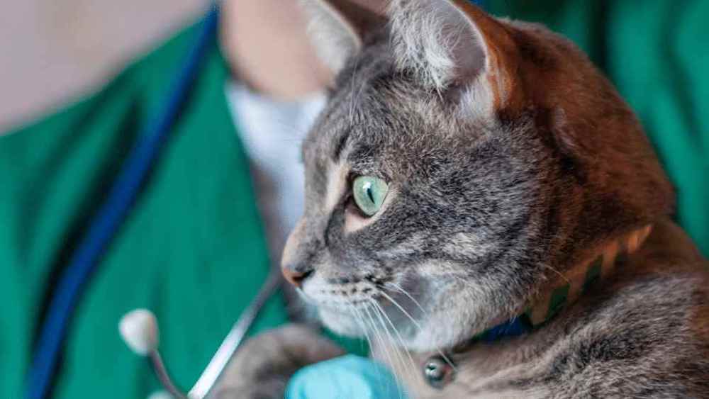Life after treatment may require some adjustment for the cat. Learn more about feline oncology now.