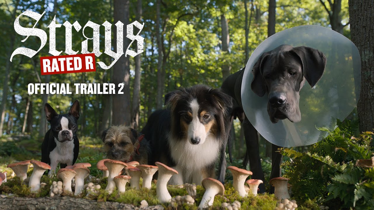 Here's How To Watch **Strays** (2023) Free Online Streaming At Home