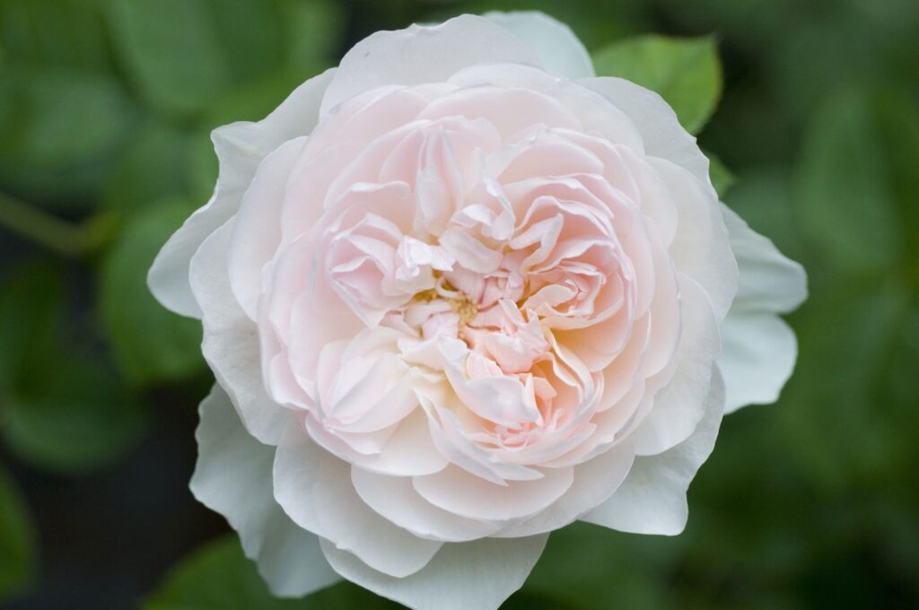 No fragrant floral list in the UK would be complete without mentioning the classic English roses. Here's everything you need to know.