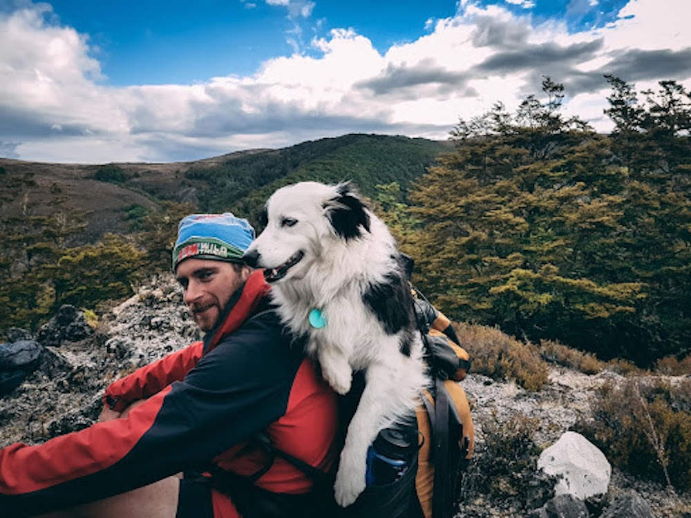 Taking your pup along for a journey around the globe doesn't have to be intimidating. Discover how you can travel with your four-legged friend.