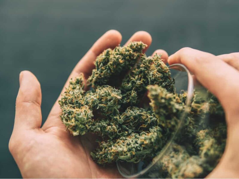CBD flowers and THC flowers have become popular choices for those seeking therapeutic benefits. Which is the best for you?