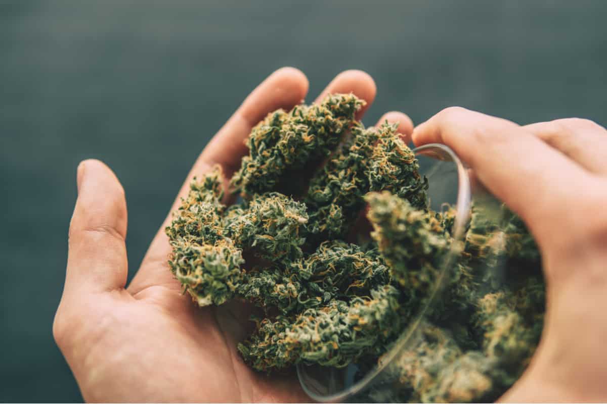 CBD flowers and THC flowers have become popular choices for those seeking therapeutic benefits. Which is the best for you?