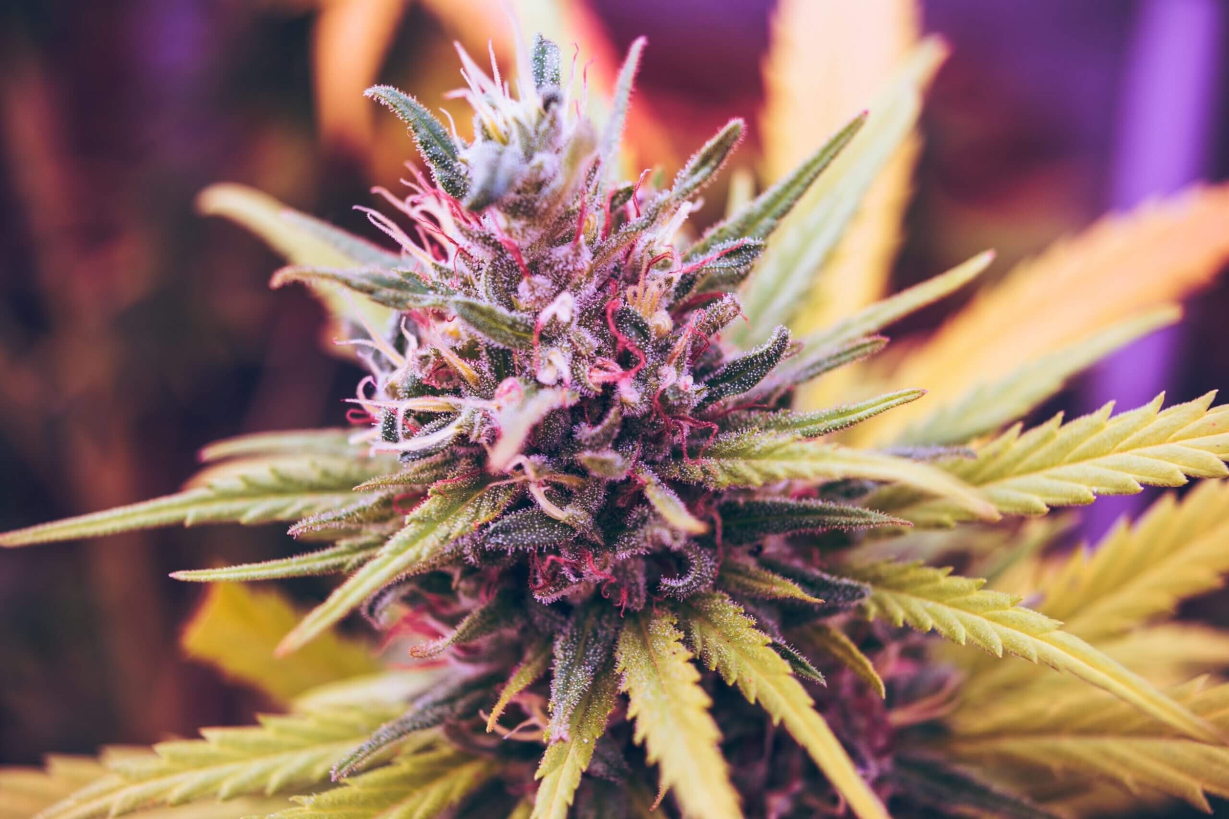 Cultivating a Unique Vibe: How Exotic Weed Strains Can Enhance Your ...