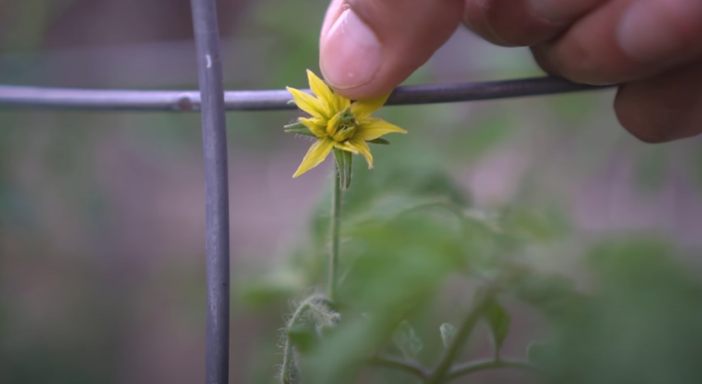 How to Get Your Tomato Plant to Flower?