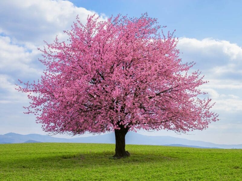 Beauty of Cherry Blossom Trees