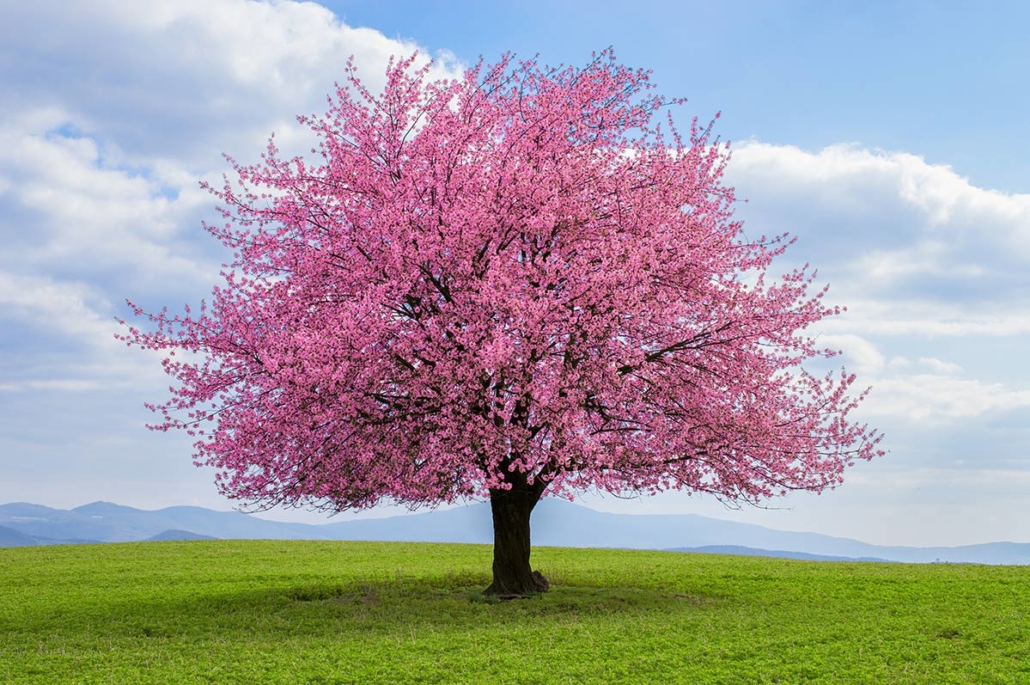 Beauty of Cherry Blossom Trees