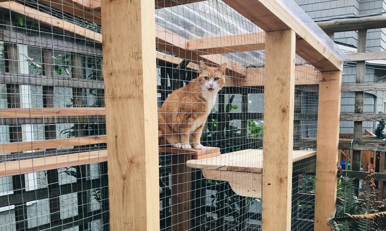 The Amazing Benefits of Building a Catio for Your Cat