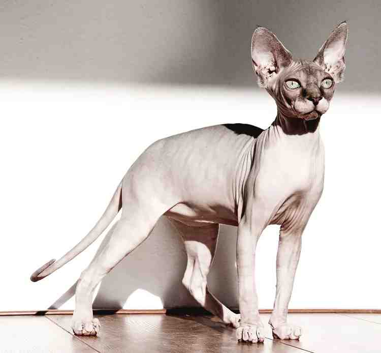 Unravel the furless fascination of Sphynx cats! Go beyond their alienesque looks to uncover playful personalities, pop culture prowess, and a maintenance kit minus lint rollers! Sphynx—the best bald cats around!