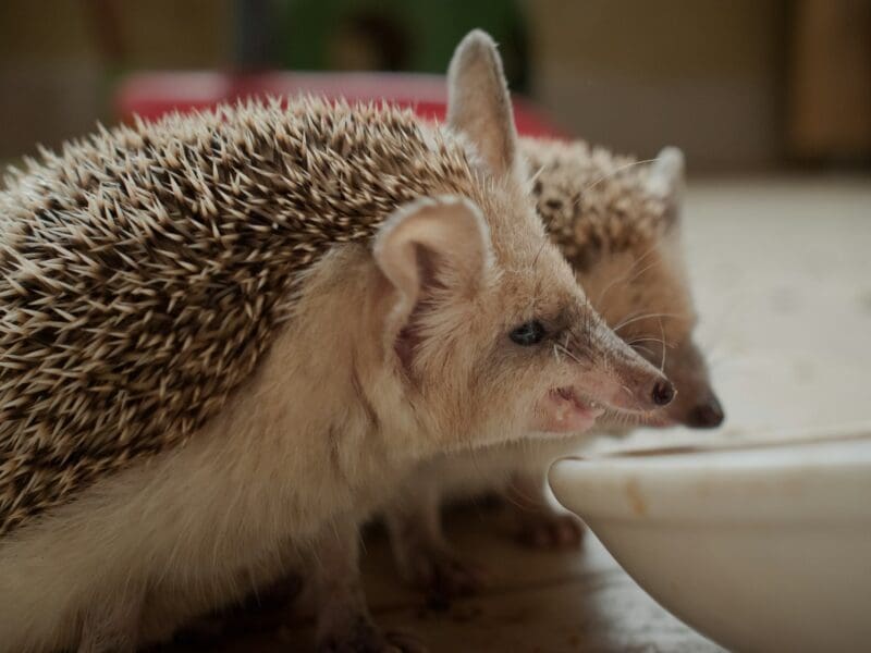 4 Movies Featuring Cute Scenes with Porcupines