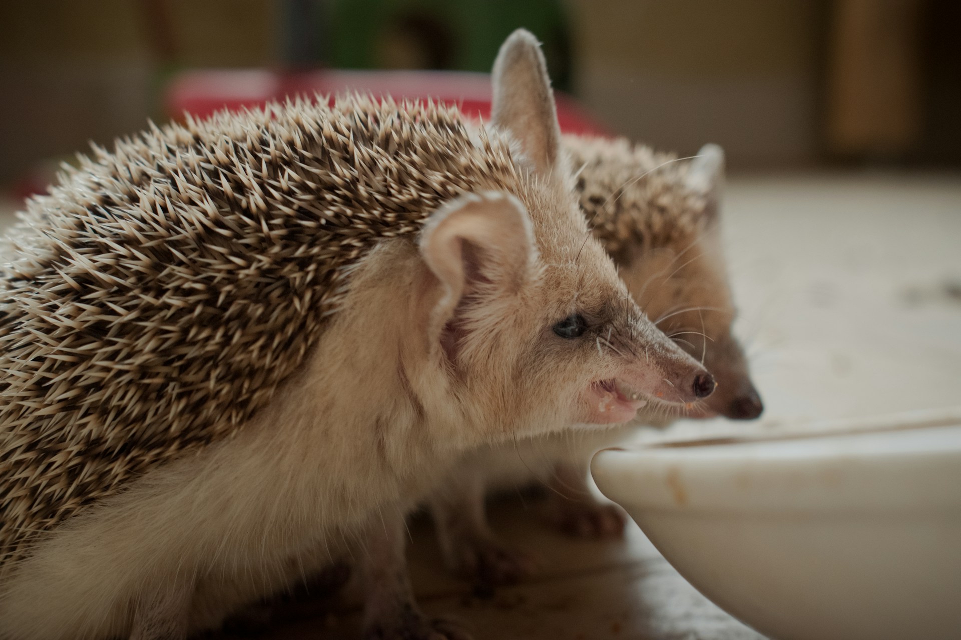 4 Movies Featuring Cute Scenes with Porcupines