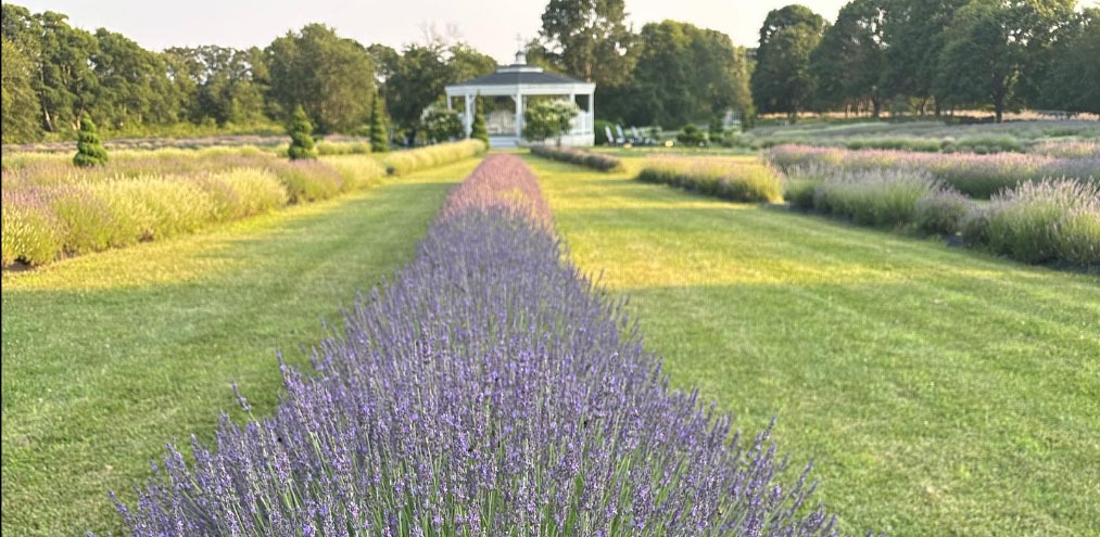 Cultivating Harmony – Dr. Henry Cabrera and the Story of Lavender Waves Farm
