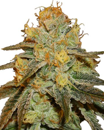 Unleashing the Power of Bruce Banner Strain: A Growers Choice Seeds Exclusive