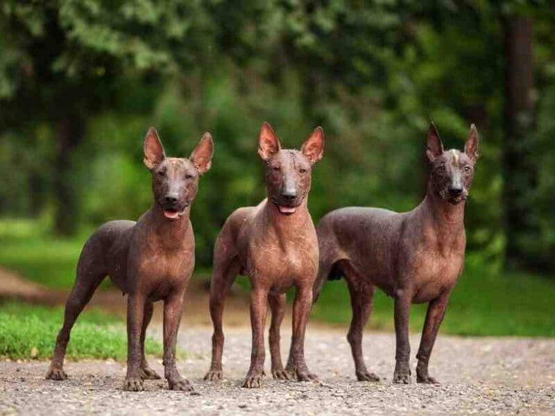 Dive into the world of Xoloitzcuintli dogs, an ancient breed boasting a loyalty rating that out-binges your favorite TV saga. Discover why these hairless wonders offer fur-less, never-ending companionship.