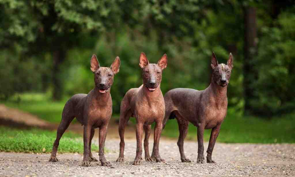 Dive into the world of Xoloitzcuintli dogs, an ancient breed boasting a loyalty rating that out-binges your favorite TV saga. Discover why these hairless wonders offer fur-less, never-ending companionship.