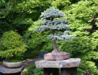 Embark on an Instagram journey with the Japanese royal family and their diverse types of bonsai trees. Unravel the drama, beauty, and culture one petite post at a time.