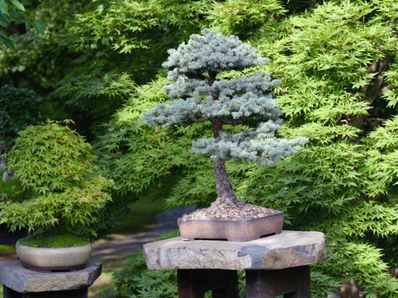 Embark on an Instagram journey with the Japanese royal family and their diverse types of bonsai trees. Unravel the drama, beauty, and culture one petite post at a time.